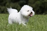 BICHON FRISE 462